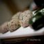 Homemade onigiri by Yuko